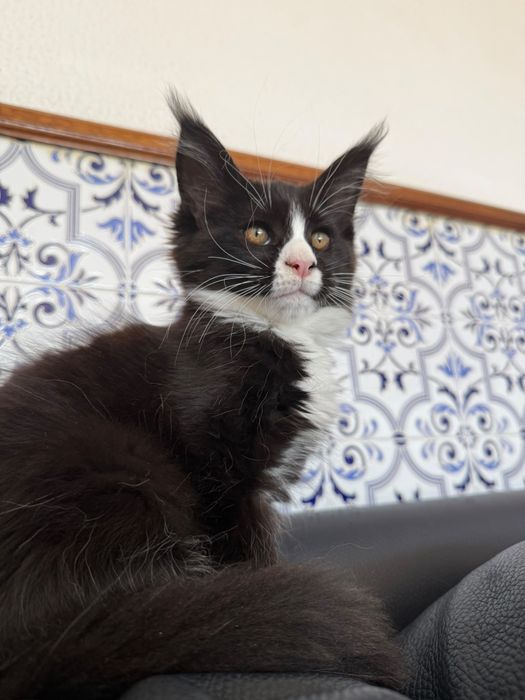 Mainne coon femea