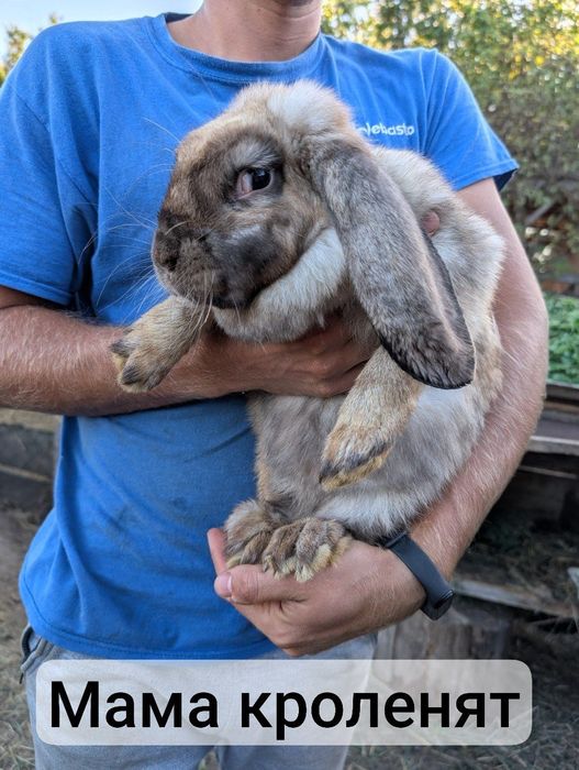 Кролики французький баран