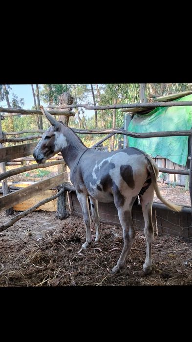 Vendo burro inteiro