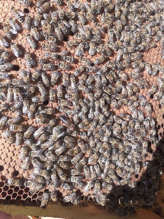 Матки Карніка 2026р.