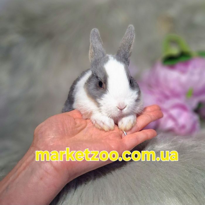 Карликовий кролик,карликове кроленя,карликовый, Нідерландський Netherl
