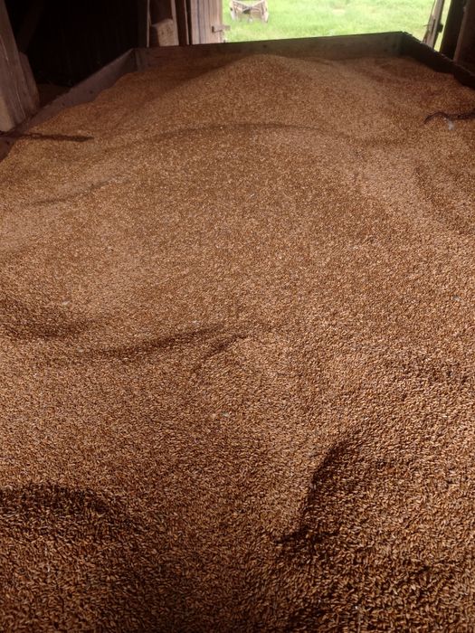 Jęczmień ozimy i Pszenżyto ozime