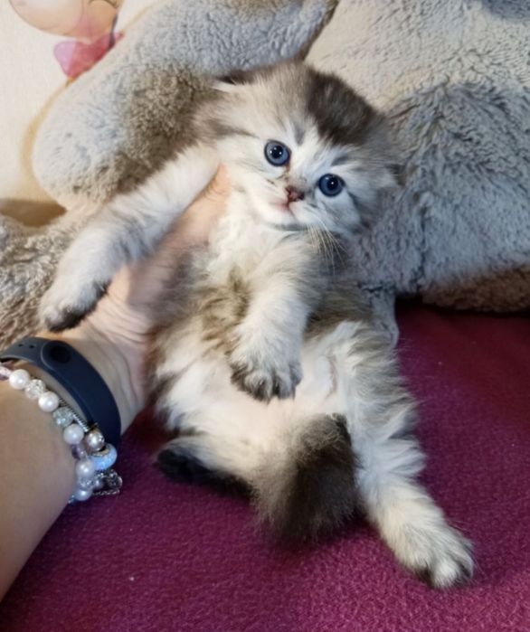 Дівчинка висловуха. Котенок. Котята. Кошеня
