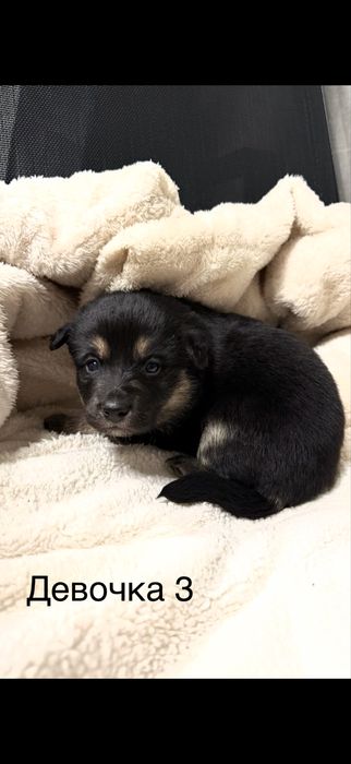 Люді добрі , допоможіть , благаю