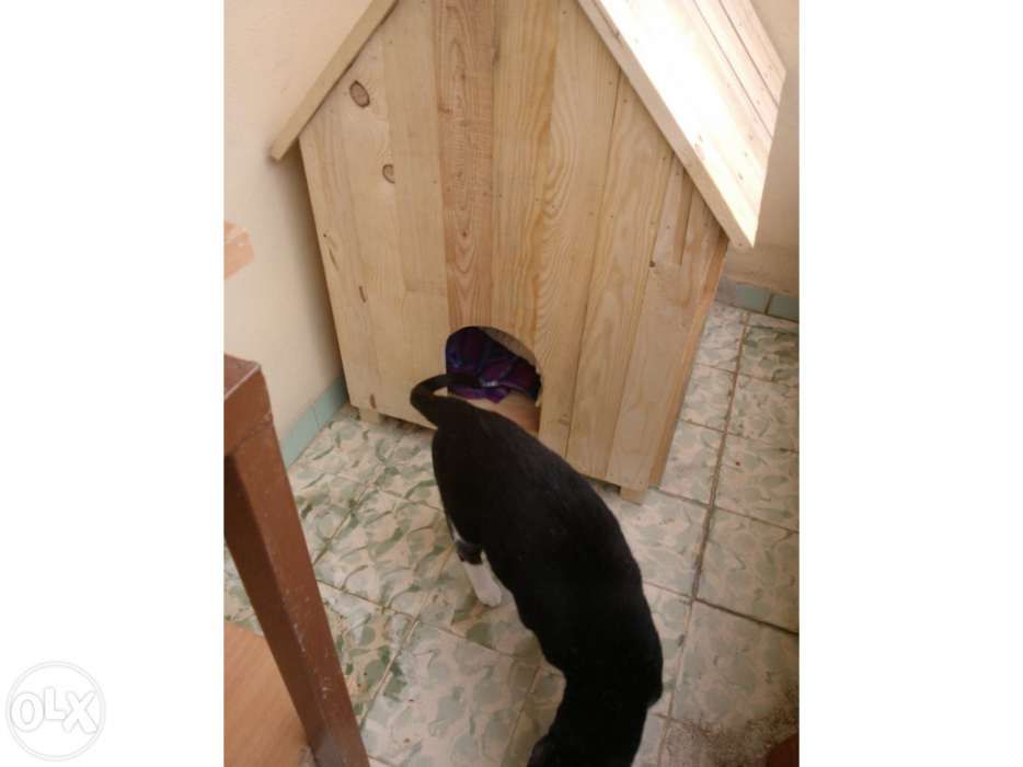 Casota para cão ou gato