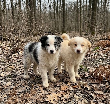 Border collie piesek gotowy do odbioru
