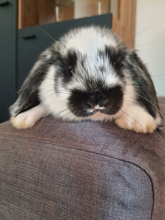 Króliki baranek miniaturka karzełek mini lop. Cena CAŁKOWITA.