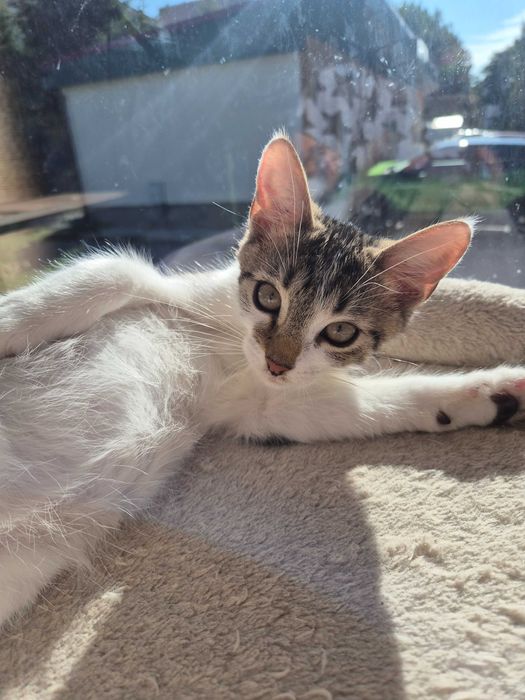 Artek do adopcji