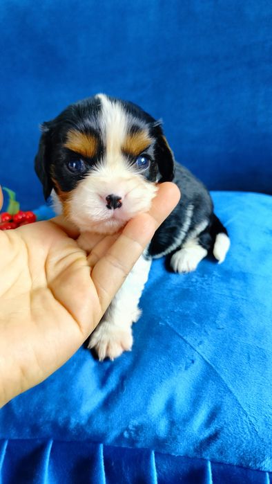 Przepiękny piesek tricolor Cavalier King Charles Spaniel  Czarlie