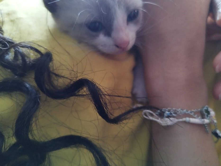 Gata bebê para adoção