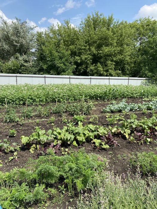 Продається дачна земельна ділянка