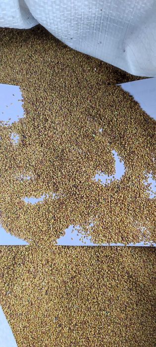 Насіння люцерни висока якість!