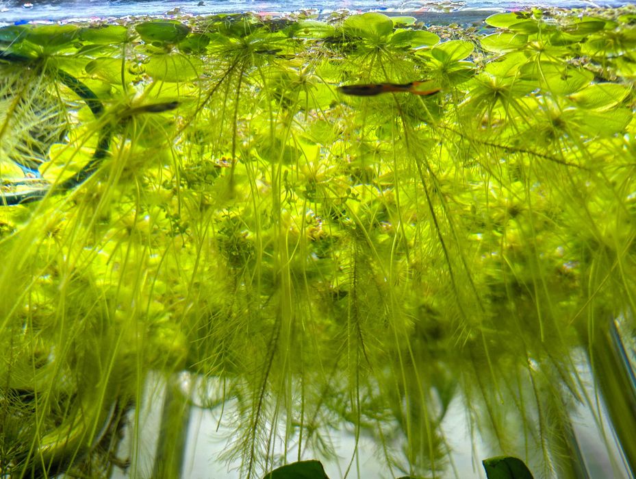 Limnobium + Rzęsa wodna  (zestaw 5 szt.)