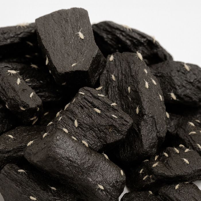 Skoczogonki - ekipa sprzątająca do terrarium / hodowli