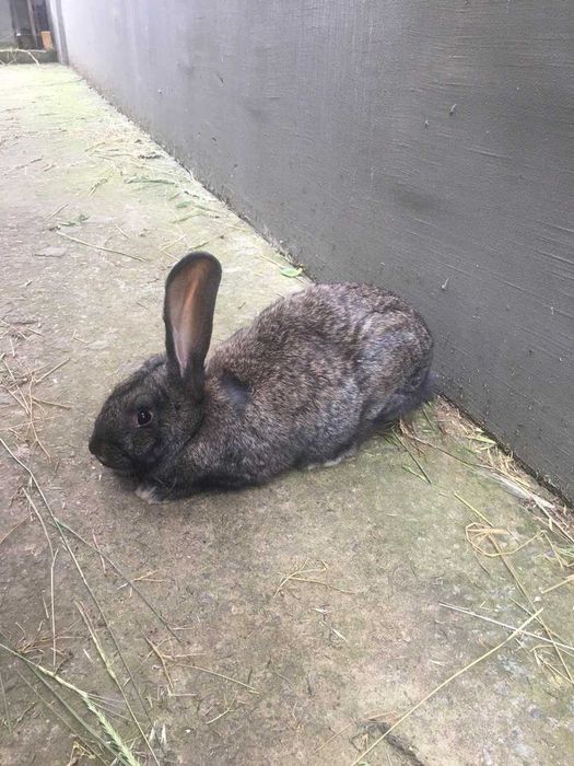 Продам кролей Херсон