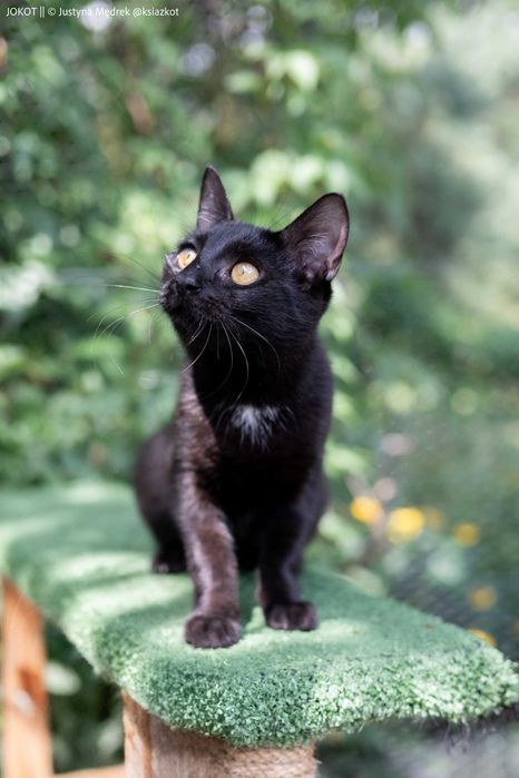 Mała, czarna kotka Pamela do adopcji (akceptuje psy!)