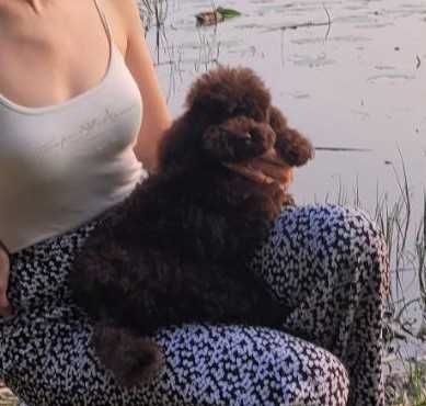 Пышный и славный Шоколадный мальчик Той пудель с милейшей мордочкой