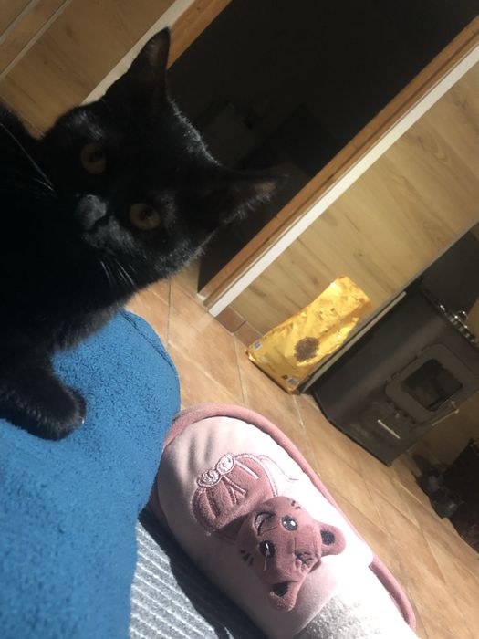 Gatinha pretinha e olhos amarelos, para adoção responsavel