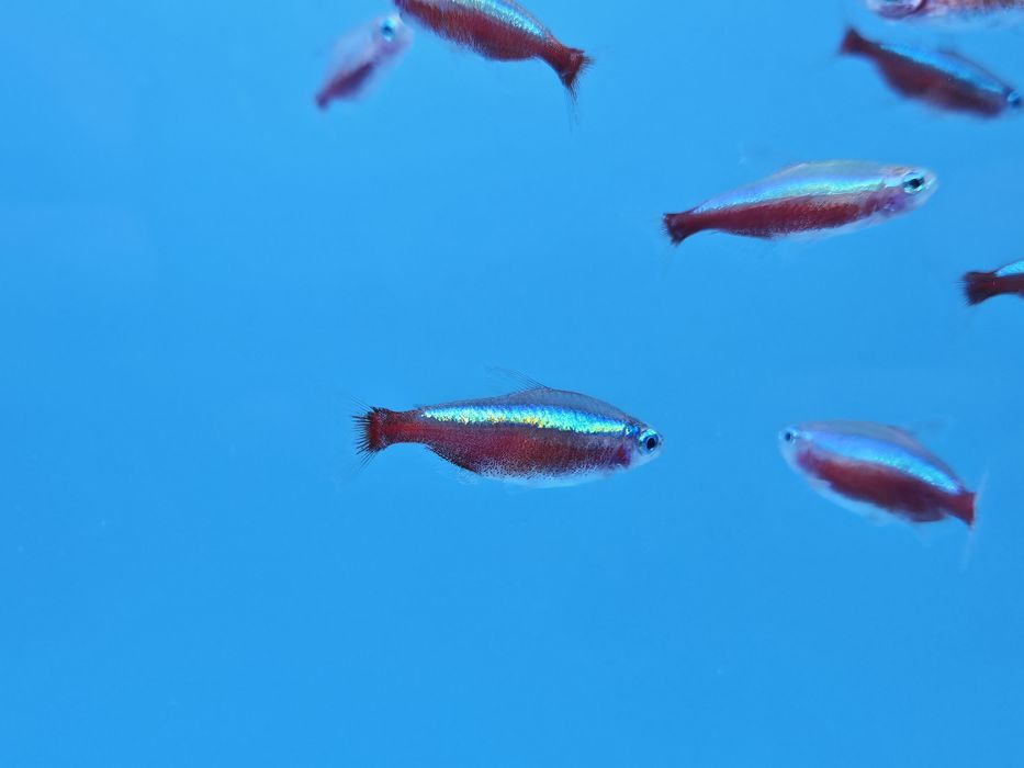 Neon czerwony 4.90/szt