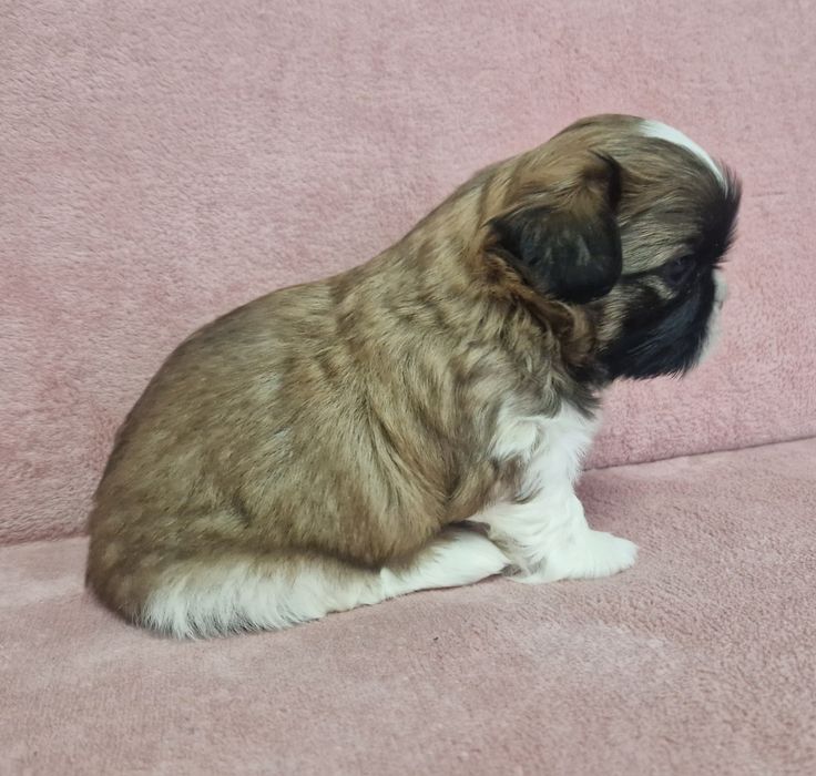Rezerwacja piesek Shih-Tzu