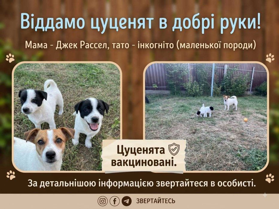 Віддамо цуциків в добрі руки