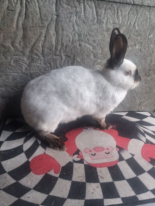 Samice kalifornijskie czarne