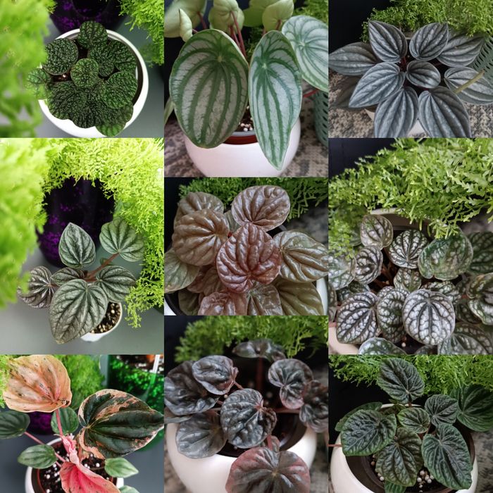 Продам різні сорти пеперомії