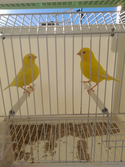 Canarios amarelos e mosaico amarelo