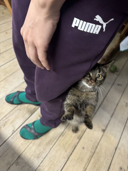 Кошеня в добрі руки