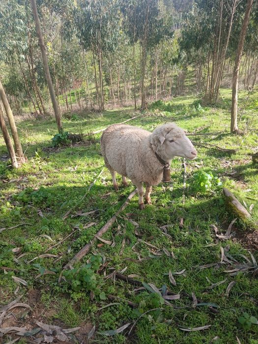 Ovelhas de campo para ceder