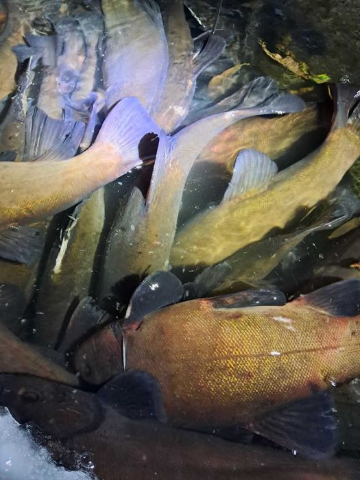 Маточний лин та інші види риб