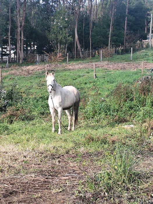 Égua lusitana Prenha