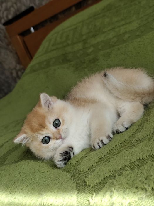 Британские золотая шиншила ny 11 ny12  by11