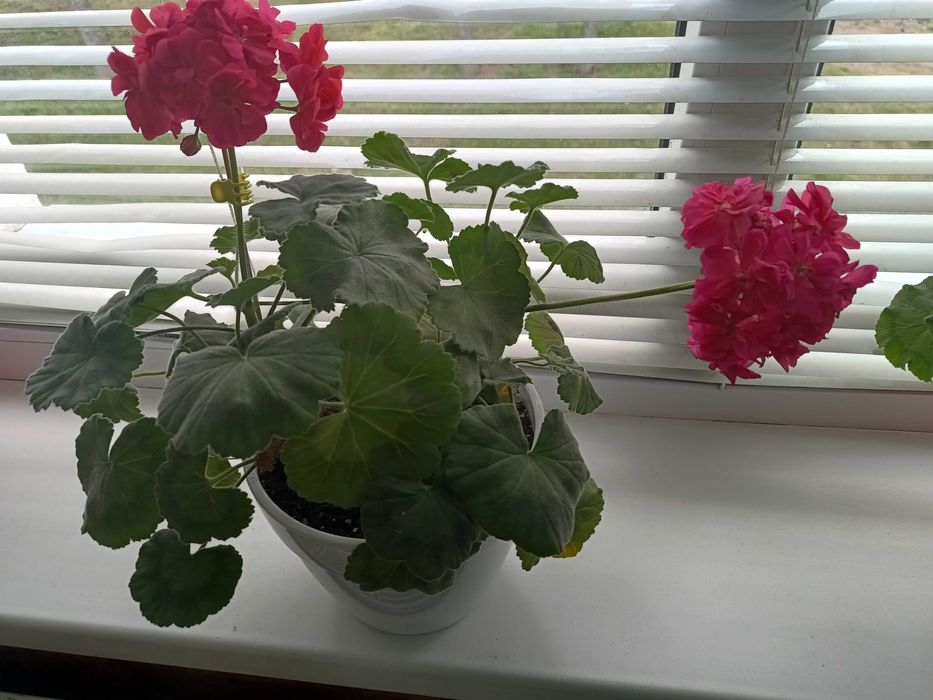 Пеларгонія ТА Шахерезада