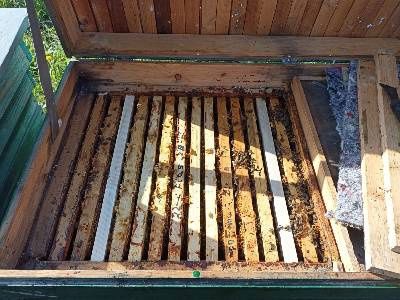 Бджолопакети Карпатка