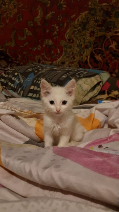 Кошенята маленькі біленькі дівчата