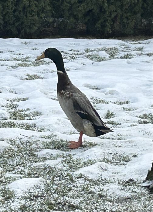 Kaczor biegus na sprzedaz