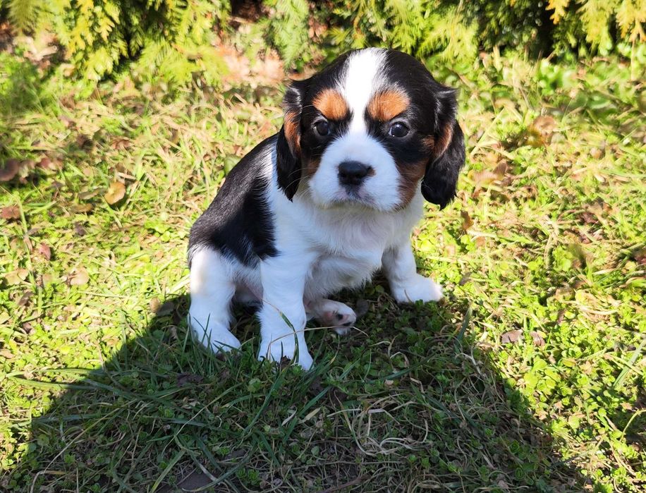 cavalier king charles spaniel samczyk