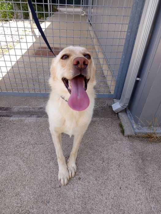 Cadelinha para adopção responsável