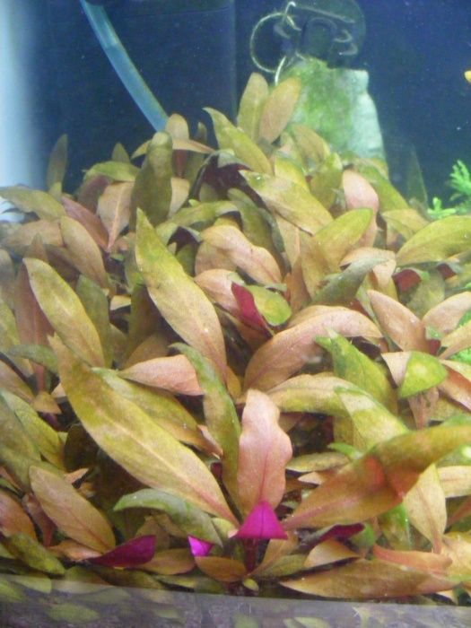 GB Alternanthera reineckii 'mini'