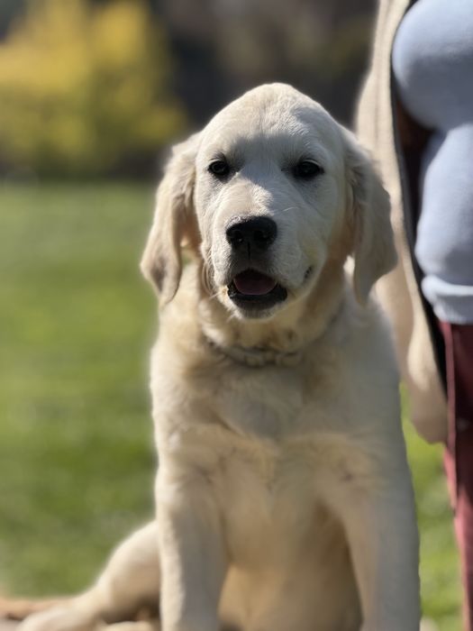 Golden Retriever FCI szczeniak