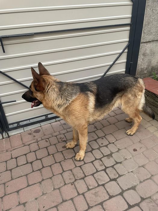В'язка німецької вівчарки