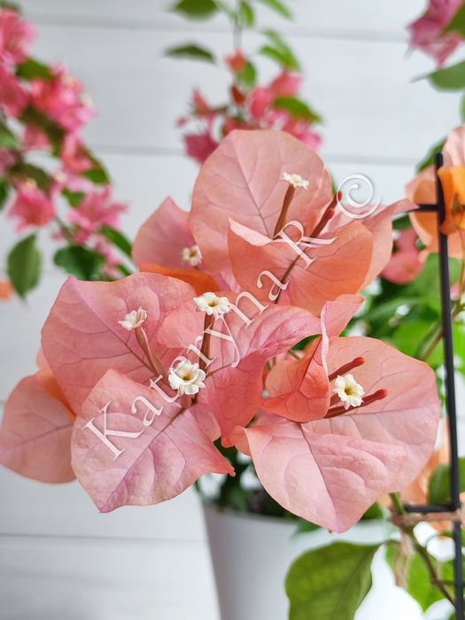Бугенвілія Bois De Roses!!!