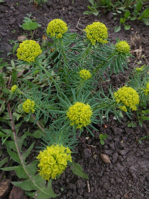 Молочай кипарисовидный, ирисы, лилии, ромашки