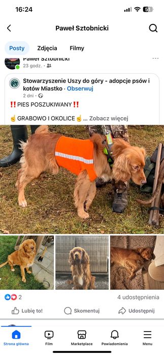 Zginął pies okolice Grabowa (Miastko)