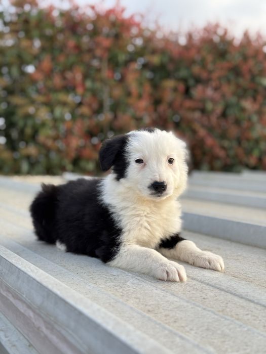 Border Collie TOP