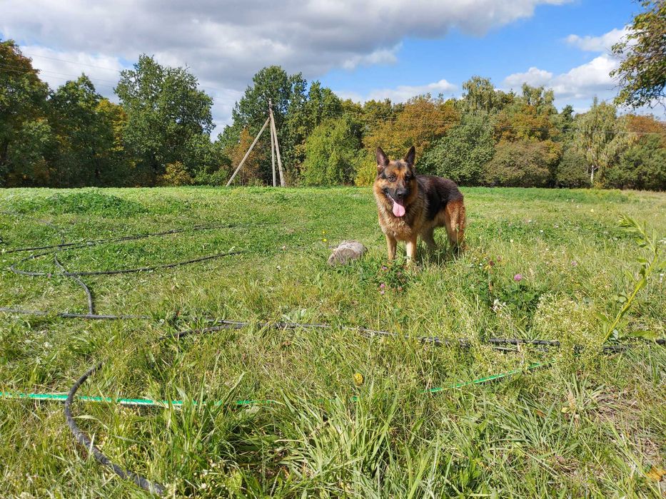 В'язка \ вязка кабель \ пес німецька вівчарка \Кобель немецкой овчарки