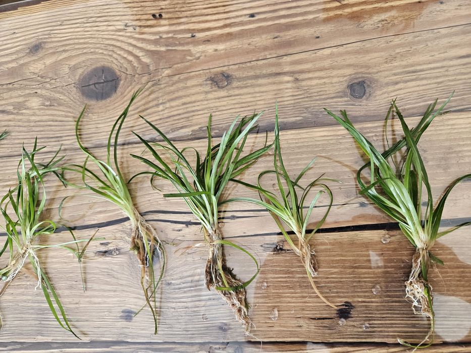 Rosliny akwariowe Eriocaulon, Gałezatka, Vallisneria Asiatica