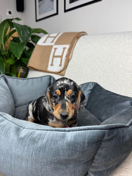 jamnik miniaturowy suczka