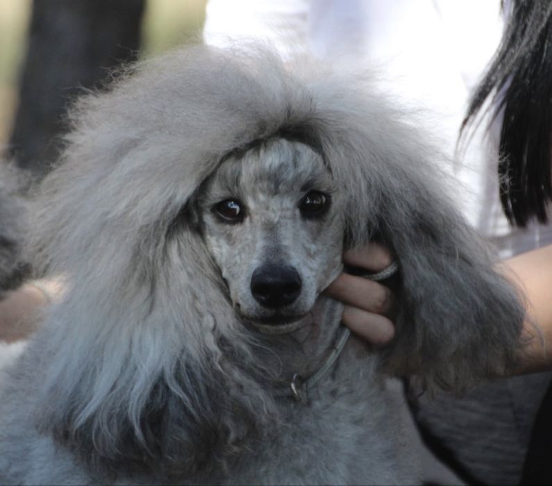 Pudel Średni Srebrny/Szary ZKwP FCI